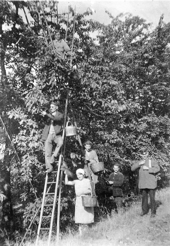 Kirschernte in Kestert | &copy; Otto Kup