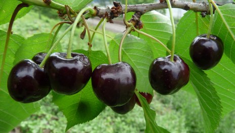 Kesterter Schwarze | © Dr. Braun-Lüllemann Kesterter Schwarze | © Dr. Braun-Lüllemann