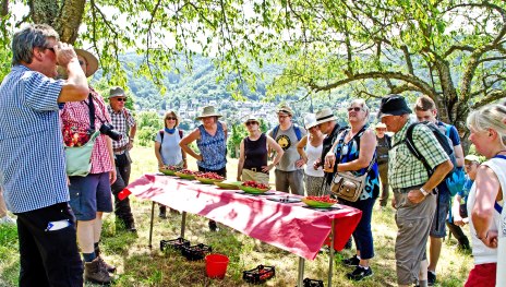 Kirschwanderung in Filsen | © ZV Welterbe