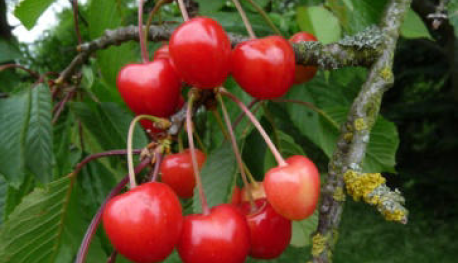 Tilgeners rote Herzukirsche | &copy; Dr. Braun-L&uuml;llemann