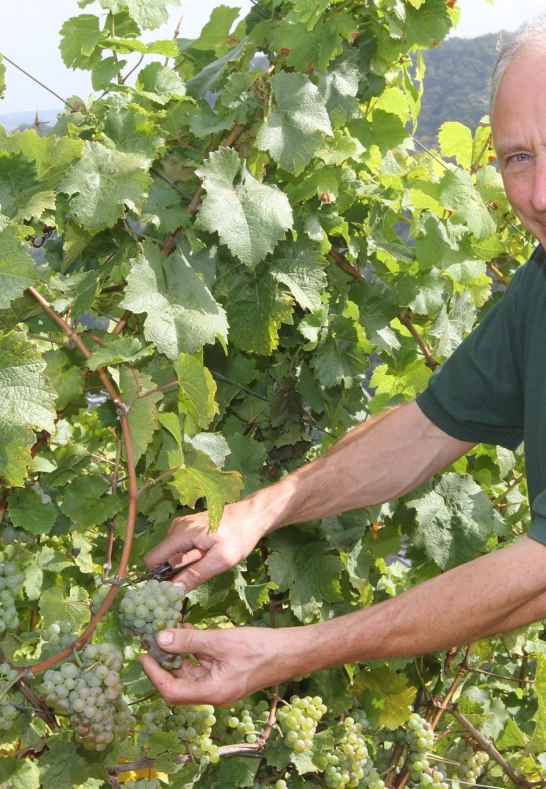 Weingut Lanius-Knab_J&ouml;rg Lanius bei der Weinlese | &copy; Lanius-Knab