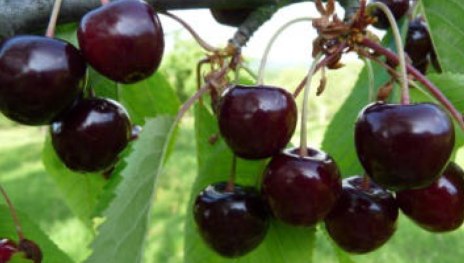 Kaiserkirsche | &copy; Dr. Braun-L&uuml;llemann