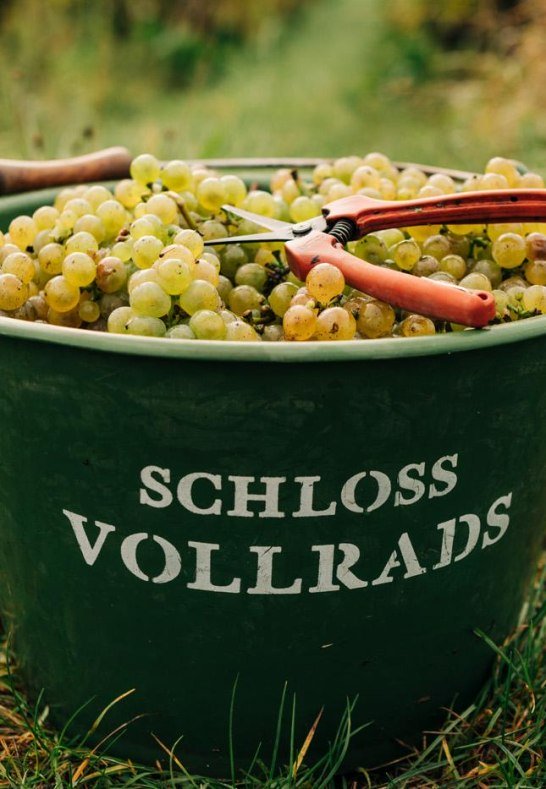 Schloss Vollrads Lese | © Schloss Vollrads