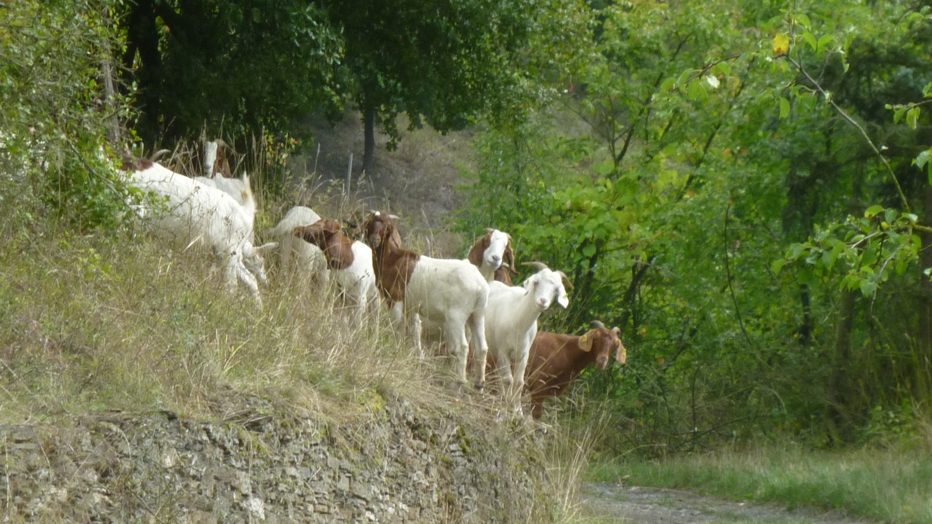 Ziegen in der Kulturlandschaft | &copy; ZV Welterbe Oberes Mittelrheintal
