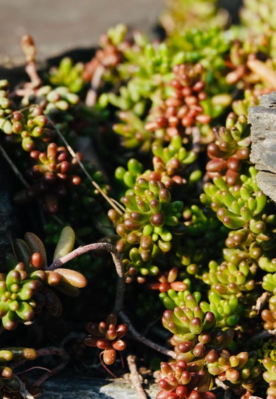 DSC03500 | &copy; AnyaFi