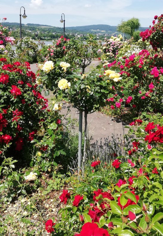 Rosen4 | © Birgit Biller Rosen4 | © Birgit Biller