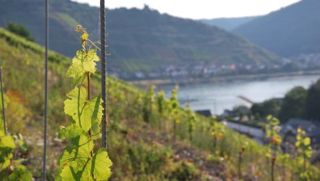 Weinberg F&uuml;rstenberg | &copy; Jochen Ratzenberger