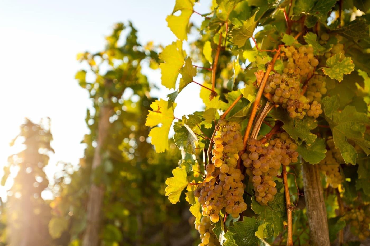 Weinreise: Weinprobe auf dem Rhein | © Marksburgschifffahrt Vomfell GmbH & Co. KG