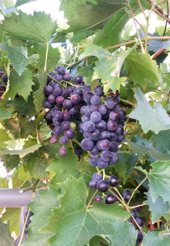 Weintraube | &copy; Krick