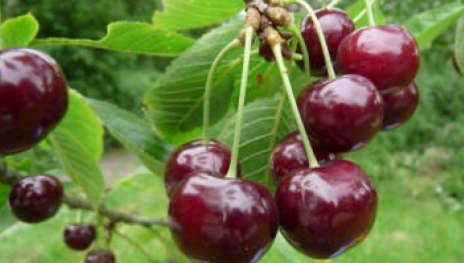 Rivers frühe | © Dr. Braun-Lüllemann Rivers frühe | © Dr. Braun-Lüllemann