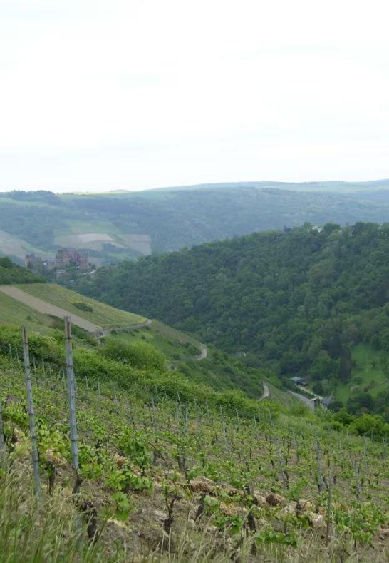 Weinberg2 | &copy; Daniela Schneider