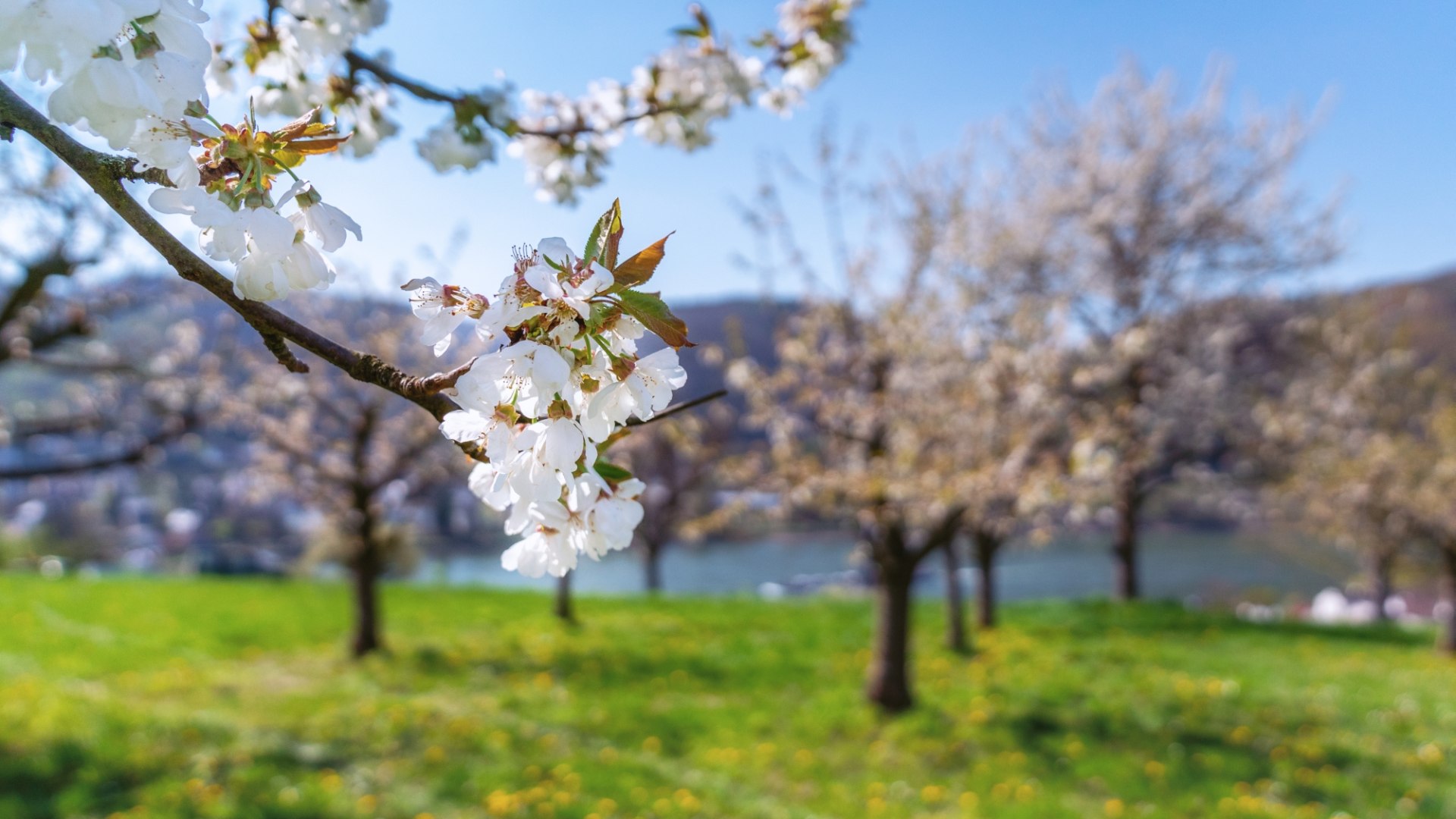 Kirschblüte | © Zweckverband Welterbe Oberes Mittelrheintal/Katja Verhoeven Kirschblüte | © Zweckverband Welterbe Oberes Mittelrheintal/Katja Verhoeven