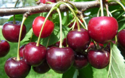 H&auml;ngige | &copy; Dr. Braun-L&uuml;llemann