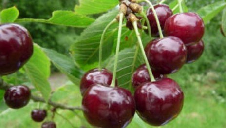 Rivers fr&uuml;he | &copy; Dr. Braun-L&uuml;llemann