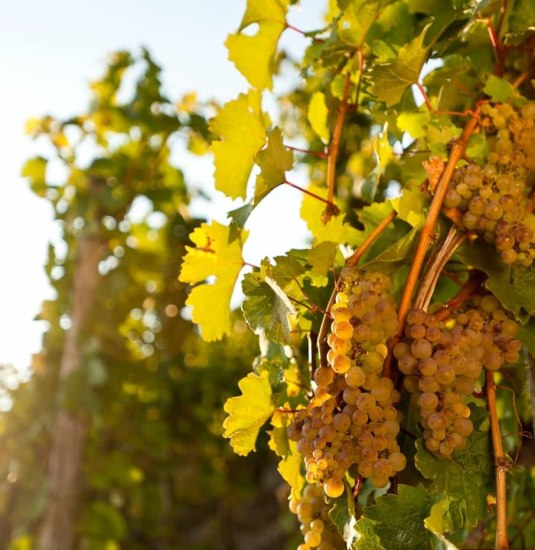 Weinreise: Weinprobe auf dem Rhein | © Marksburgschifffahrt Vomfell GmbH & Co. KG