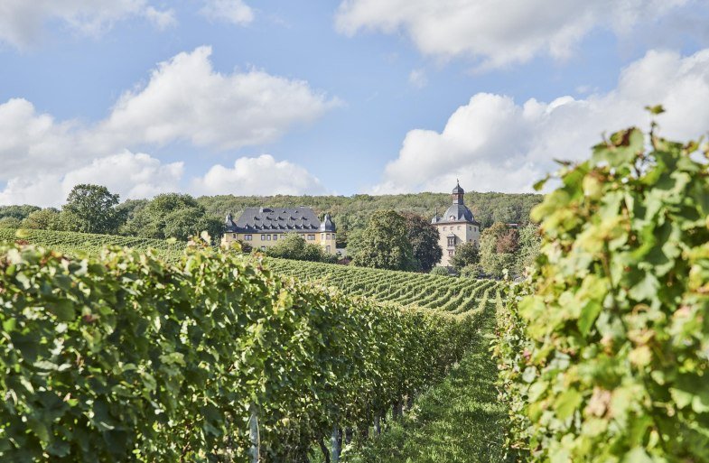 Schloss Vollrads Weinberge | © Hessen Tourismus, Roman Knie