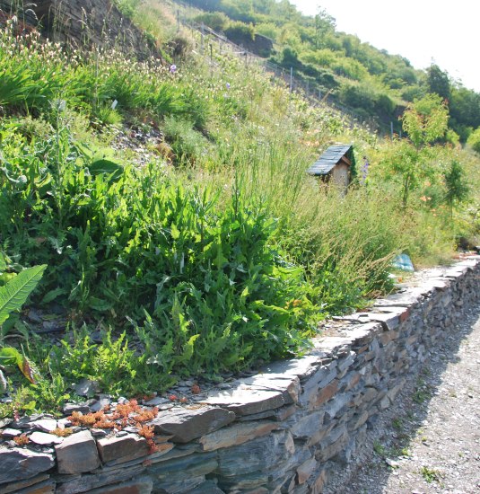 Kr&auml;utergarten Kaub