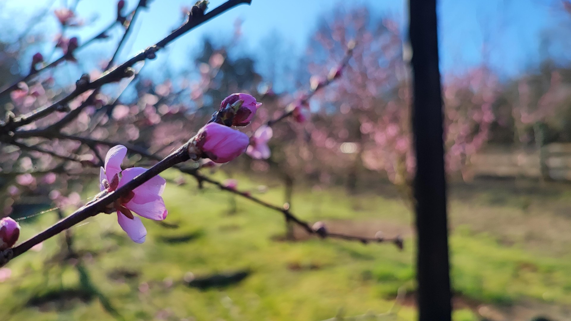 Kirschenpfad | © Ulrike Dallmann Kirschenpfad | © Ulrike Dallmann