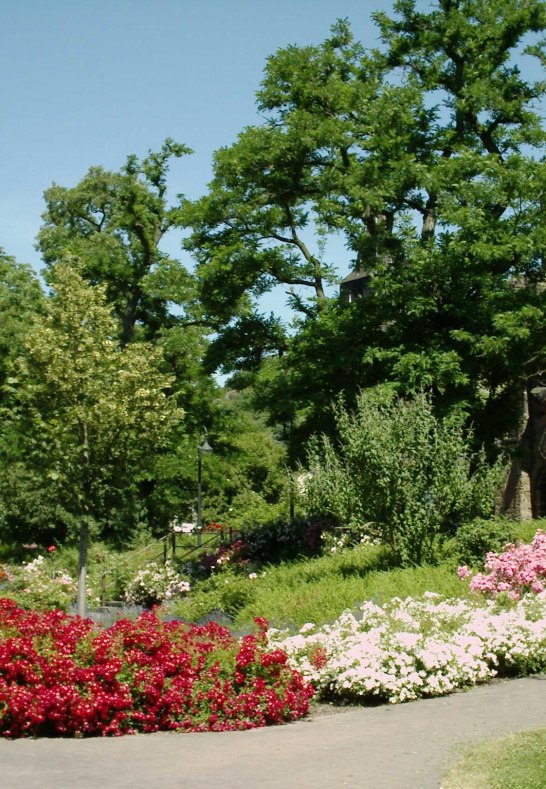 Rosen1 | &copy; unbekannt