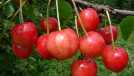 Maibigarreau | &copy; Dr. Braun-L&uuml;llemann