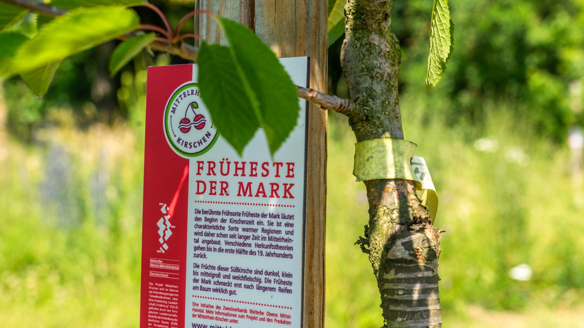 junger Kirschbaum | © ZV Welterbe / Katja Verhoeven junger Kirschbaum | © ZV Welterbe / Katja Verhoeven