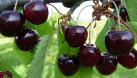 Kaiserkirsche | &copy; Dr. Braun-L&uuml;llemann