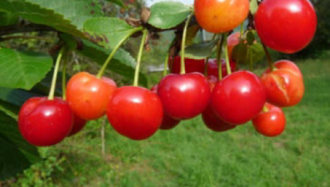 Sch&ouml;ne von Chatenay | &copy; Dr. Braun-L&uuml;llemann