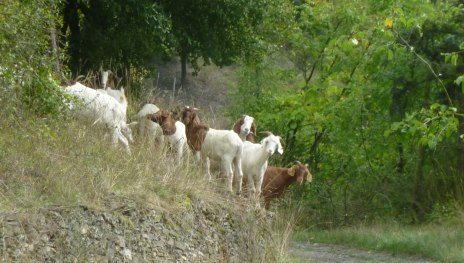 Ziegen in der Kulturlandschaft | &copy; ZV Welterbe Oberes Mittelrheintal