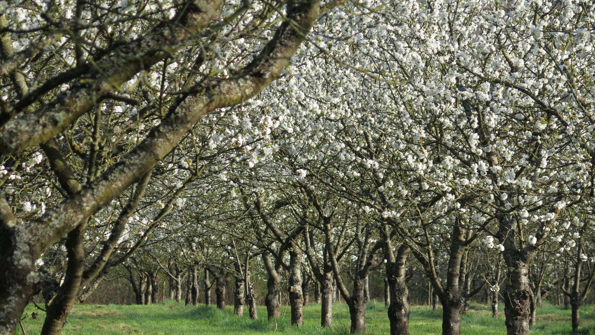 Kirschbl&uuml;te | &copy; ZV Welterbe 