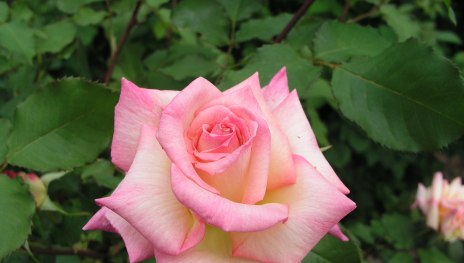 Zauber der Loreley Zauber der Loreley