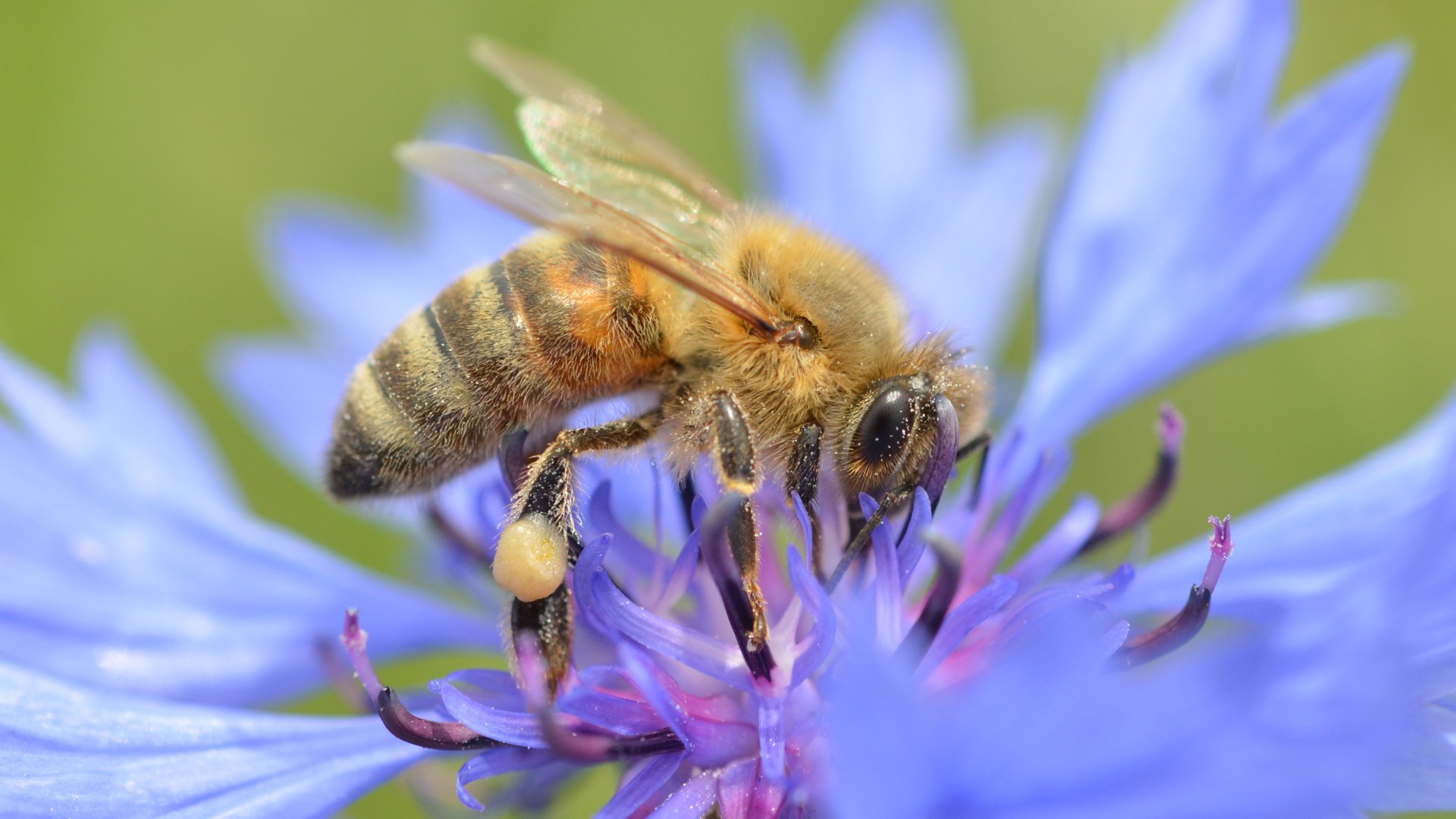 Biene  | &copy; Cl&eacute;ment Bardot - Creative Commons Attribution-Share Alike 4.0