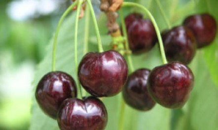 Kassins Fr&uuml;he | &copy; Dr. Braun-L&uuml;llemann