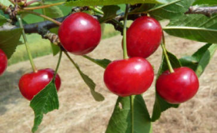 Spanische Glaskirsche | &copy; Dr. Braun-L&uuml;llemann