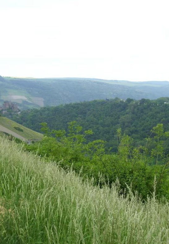 Weinberg1 | &copy; Daniela Schneider