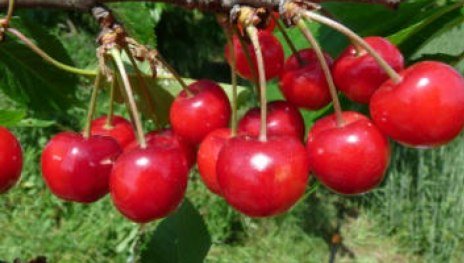 Fr&uuml;heste der Mark | &copy; Dr. Braun-L&uuml;llemann