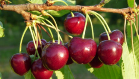 Lorenzkirsche | &copy; Dr. Braun-L&uuml;llemann