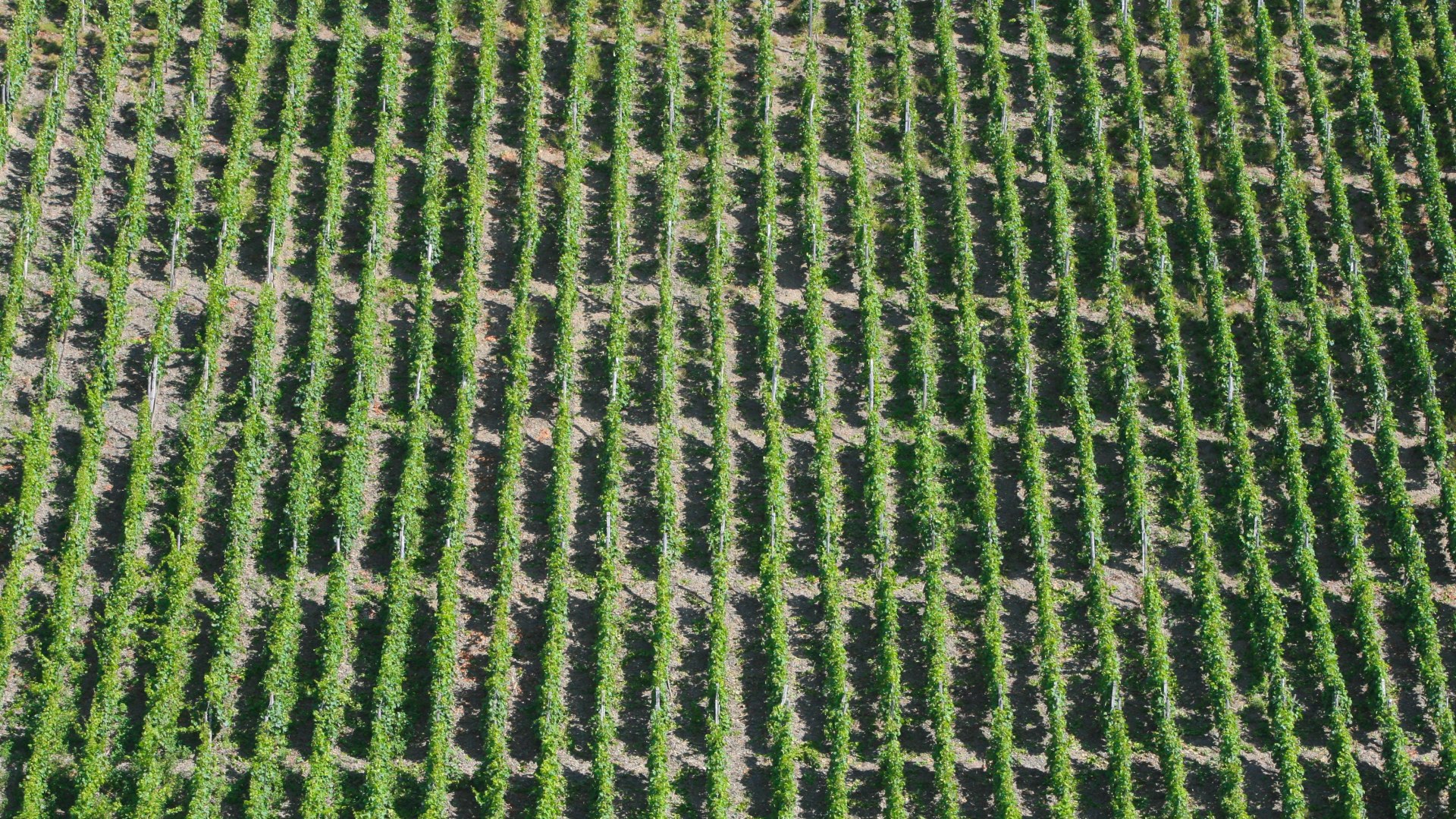 Wingert | &copy; P!EL