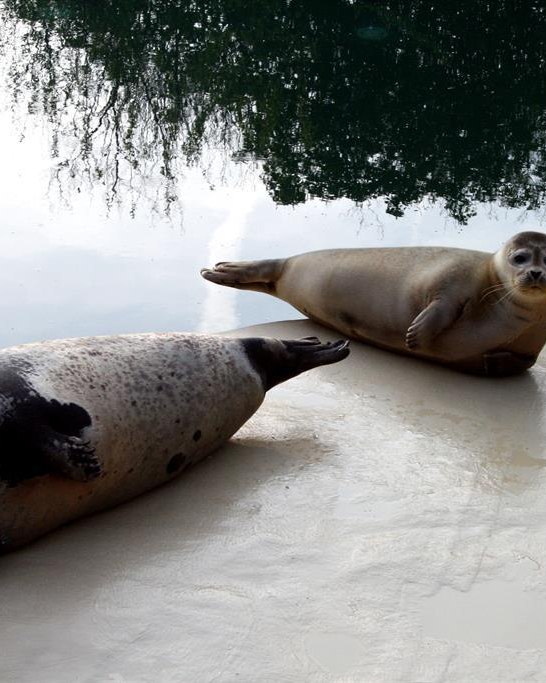 Seehund | &copy; Presseb&uuml;ro der Stadt Neuwed