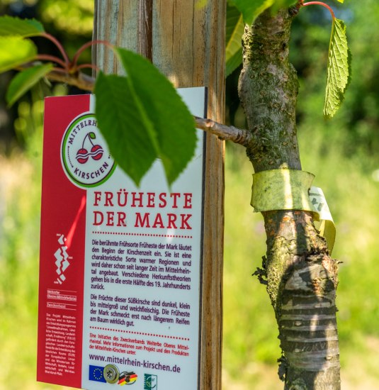 junger Kirschbaum | © ZV Welterbe / Katja Verhoeven junger Kirschbaum | © ZV Welterbe / Katja Verhoeven