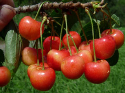 Bopparder Krächer | © Dr. Braun-Lüllemann Bopparder Krächer | © Dr. Braun-Lüllemann