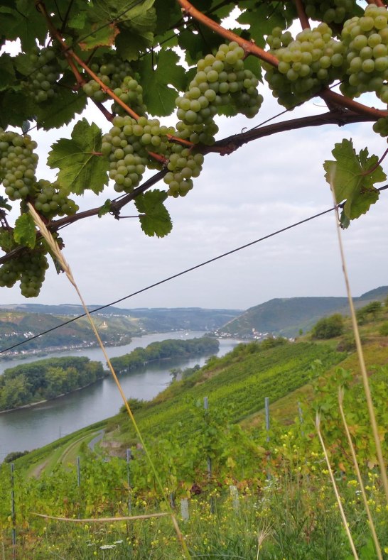 Weinberge | &copy; Weingut Michael R&ouml;&szlig;ler