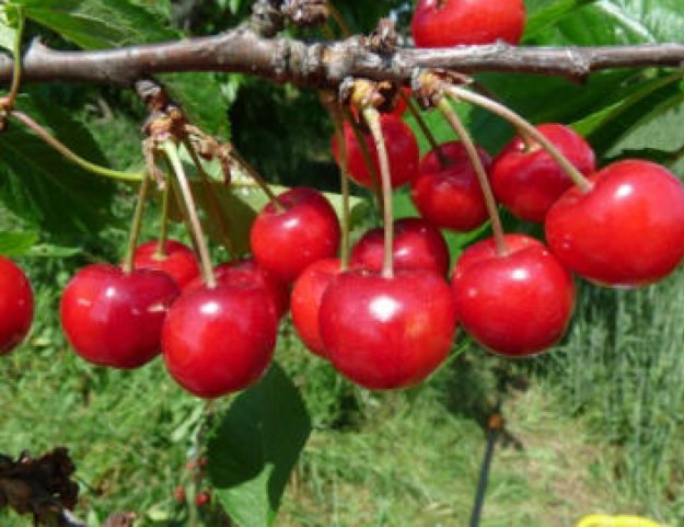 Früheste der Mark | © Dr. Braun-Lüllemann Früheste der Mark | © Dr. Braun-Lüllemann