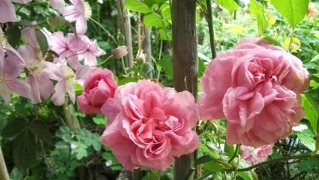 Rosengarten | &copy; Langer & Lieber