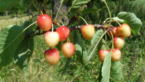 Porzellankirsche | © Dr. Braun-Lüllemann Porzellankirsche | © Dr. Braun-Lüllemann