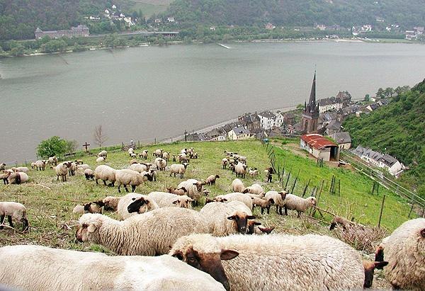 Schäferei Gierden | © Schäferei Gierden Schäferei Gierden | © Schäferei Gierden